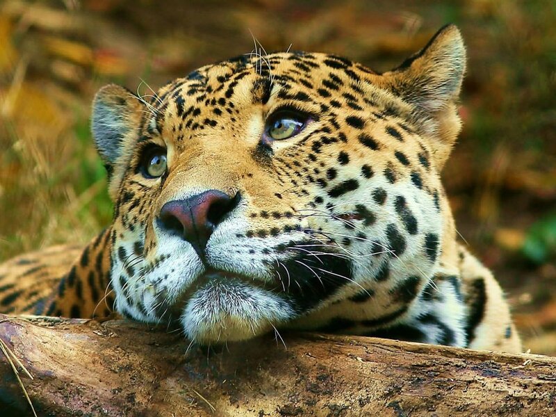 Leopard Resting on Log — Brown, Calm, Photograph
