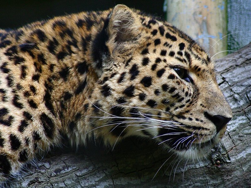 Leopard Resting on Log — Brown, Calm, Photograph, Tree Trunk