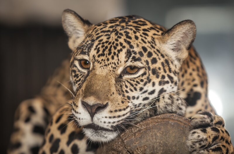 Leopard Resting on Log — Brown, Calm, Photograph, Whiskers