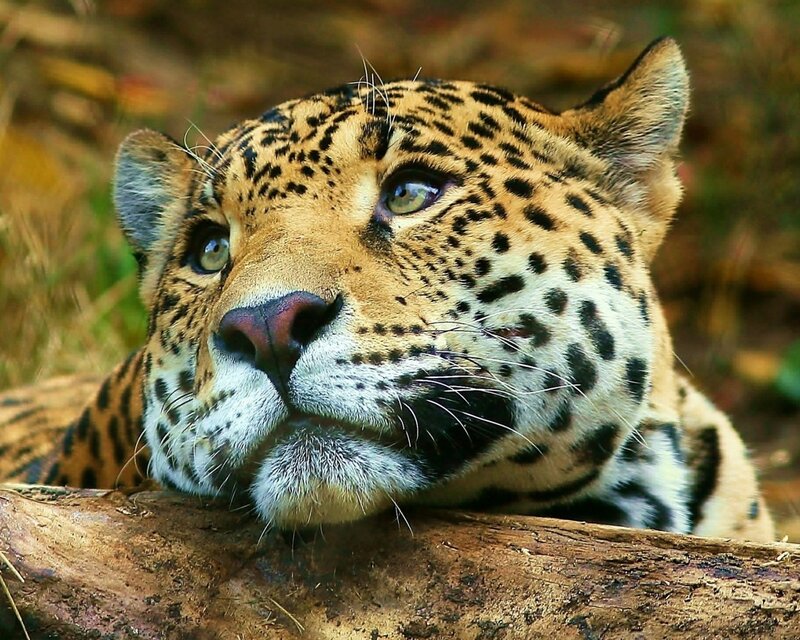 Leopard Resting on Log — Brown, Calm