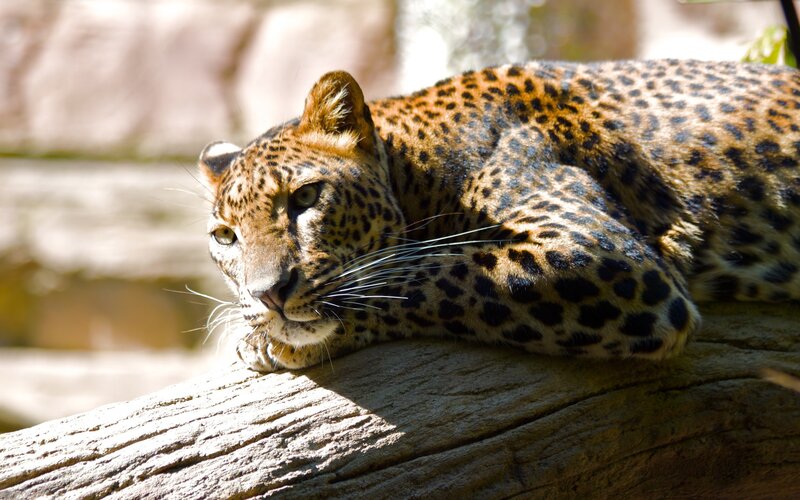 Leopard Resting on Log — Brown, Rock