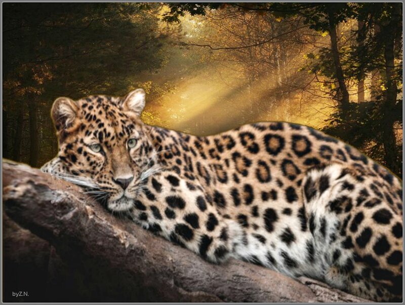 Leopard Resting on Log — Brown, Serene