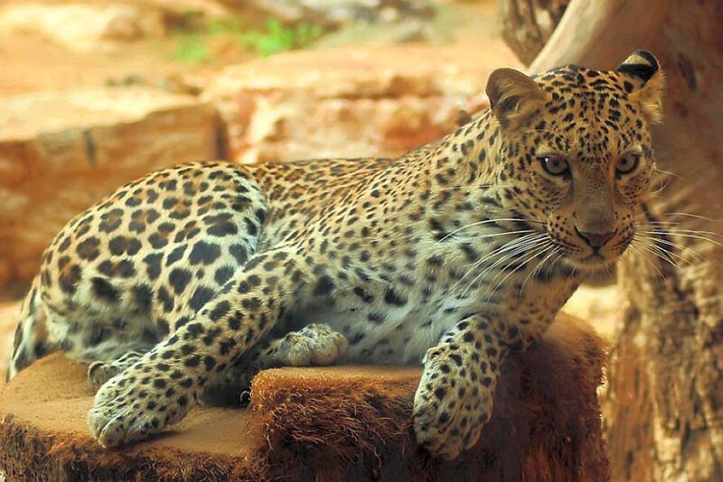 Leopard Resting on Log — Brown