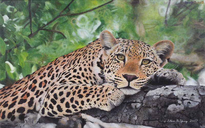 Leopard Resting on Log — Green, Calm