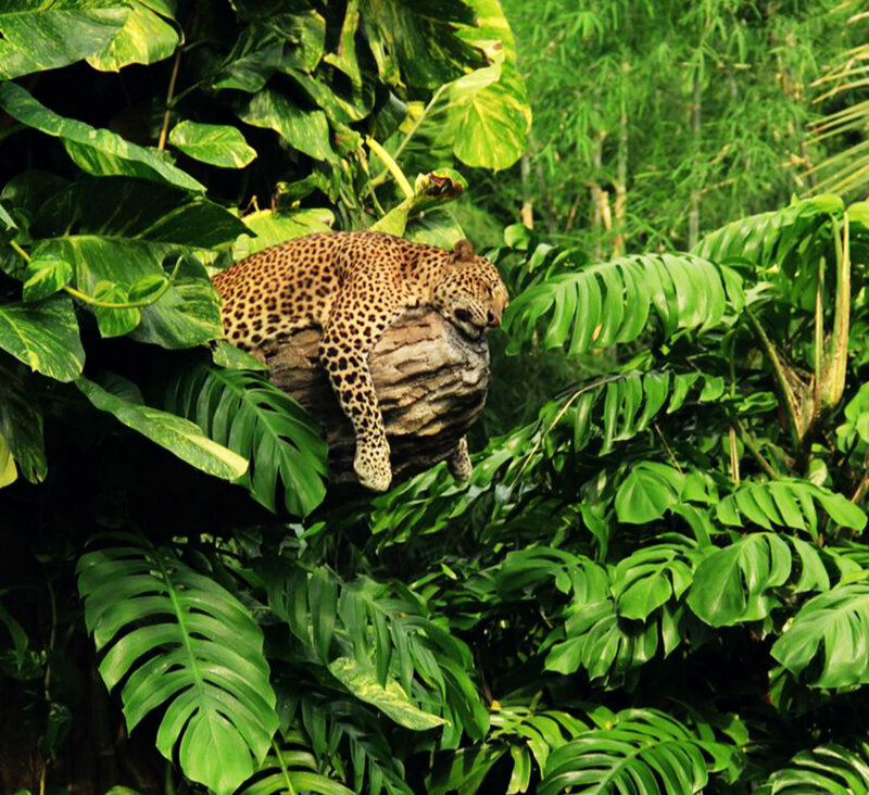 Leopard Resting on Log — Green