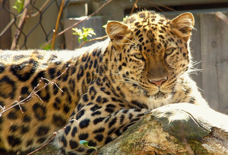 Leopard Resting on Log — Tan, Calm