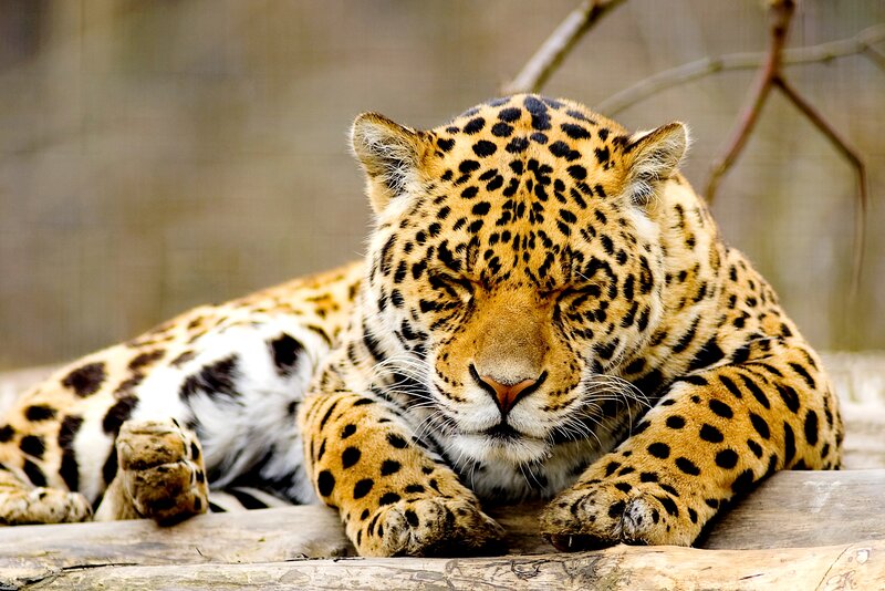 Leopard Resting on Log — Tan