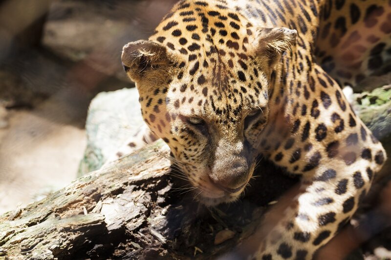 leopard resting on log
