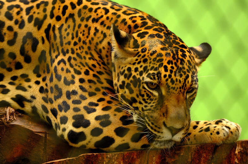 Leopard Resting on Log — Yellow, Calm, Photograph, Green Background
