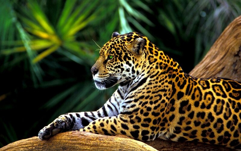 Leopard Resting on Log — Yellow, Calm, Photograph