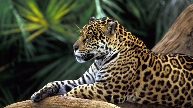 Leopard Resting on Log — Yellow