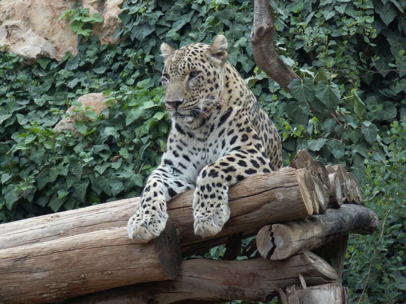 leopard resting on logs