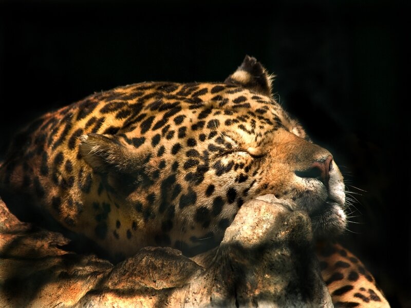 Leopard resting on rock