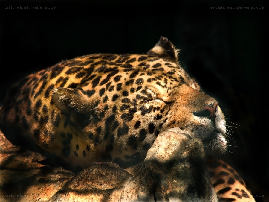 Leopard resting on rock