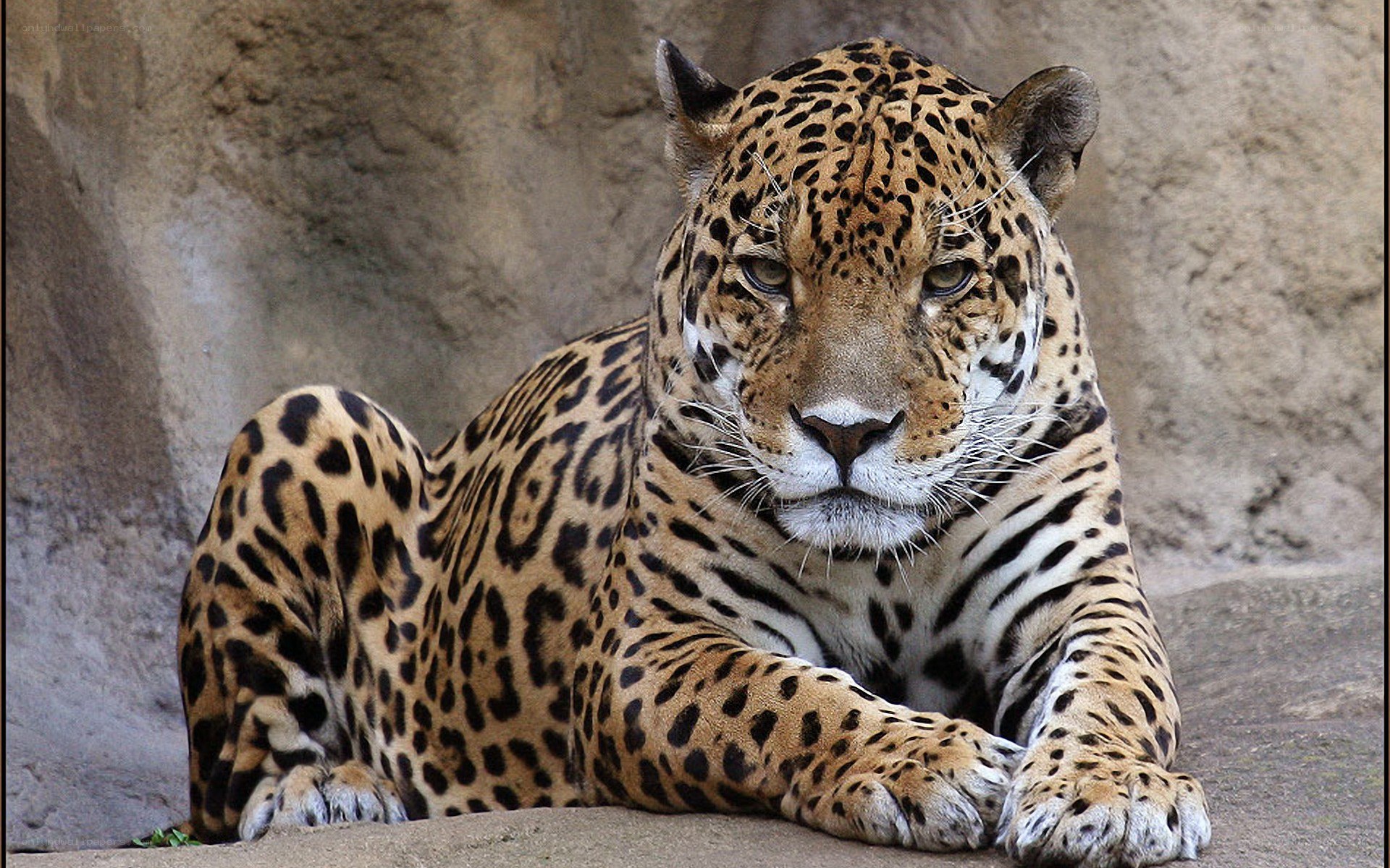 Leopard resting on rock