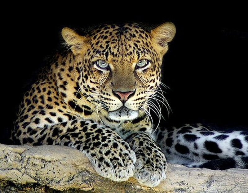 Leopard Resting on Rock — Black, Alert
