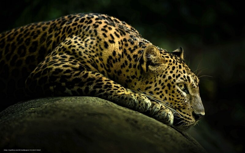 Leopard Resting on Rock — Black, Dramatic, Night, Photograph