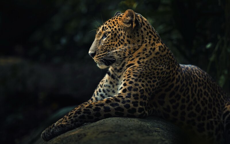 Leopard Resting on Rock — Black, Dramatic, Photograph, Forest