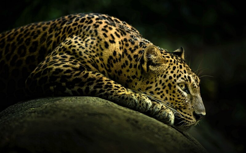 Leopard Resting on Rock — Black, Dramatic