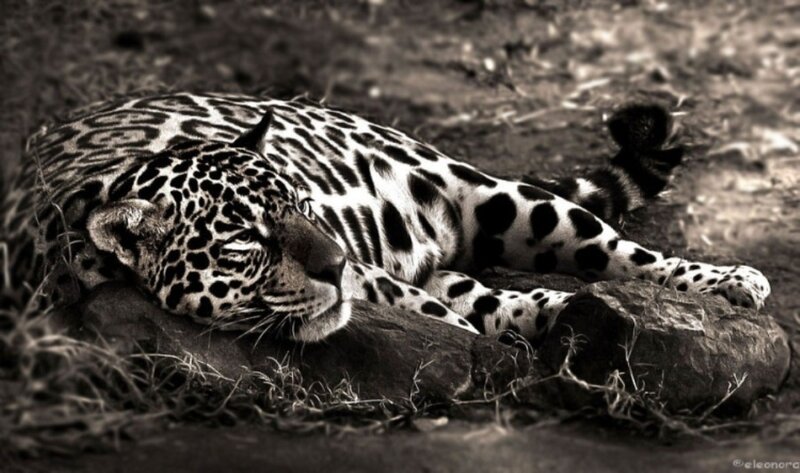 Leopard Resting on Rock — Black
