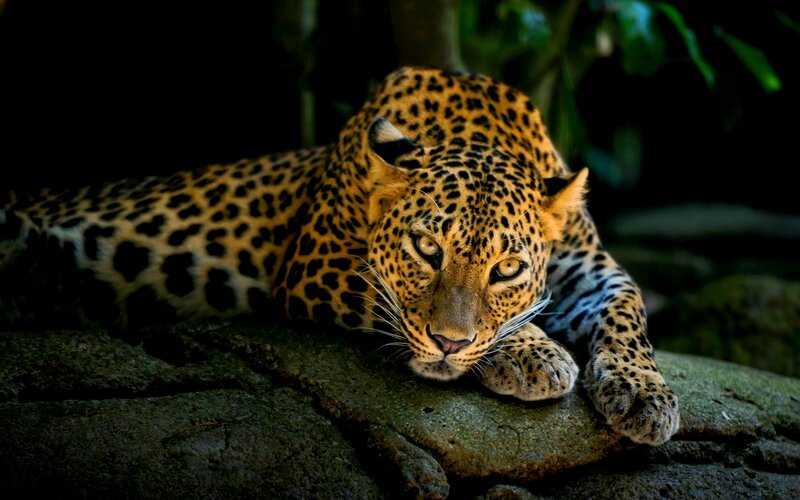 Leopard Resting on Rock — Brown, Alert