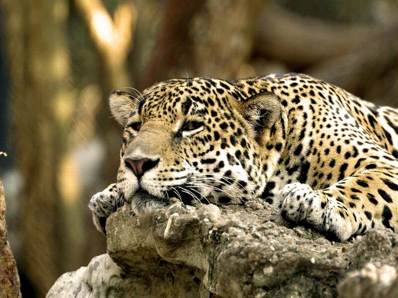 Leopard Resting on Rock — Brown, Calm, Afternoon, Photograph, Forest
