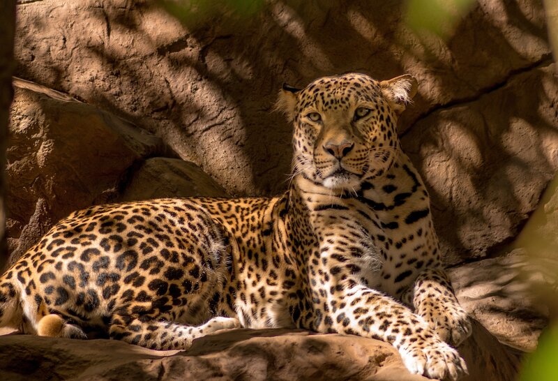 Leopard Resting on Rock — Brown, Calm, Afternoon, Photograph, Shadows, Trees