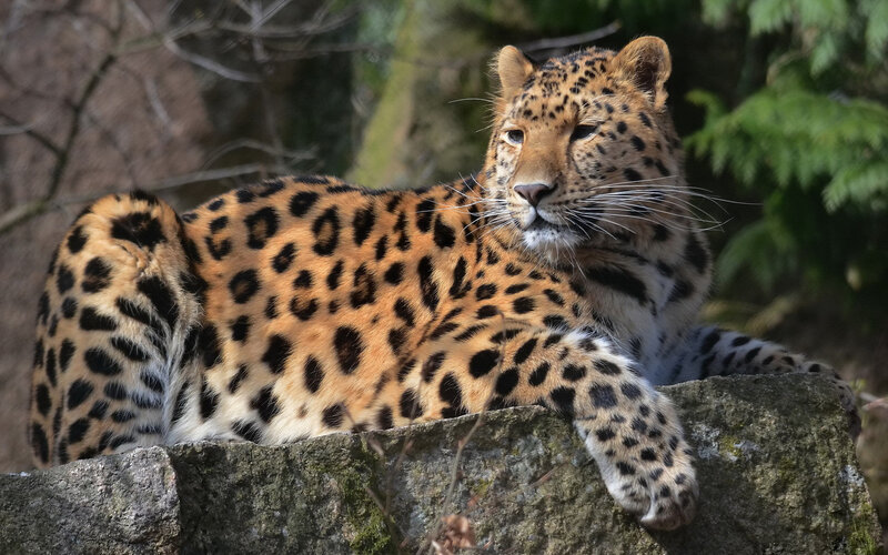 Leopard Resting on Rock — Brown, Calm, Afternoon, Photograph