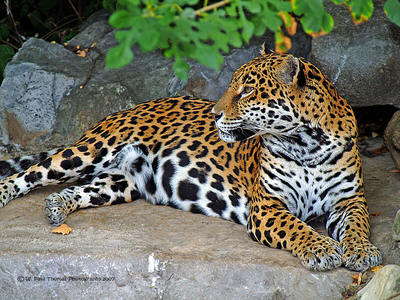 Leopard Resting on Rock — Brown, Calm, Afternoon