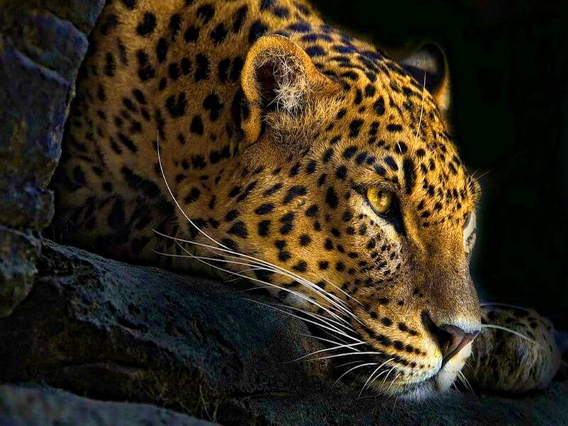Leopard Resting on Rock — Brown, Calm, Night