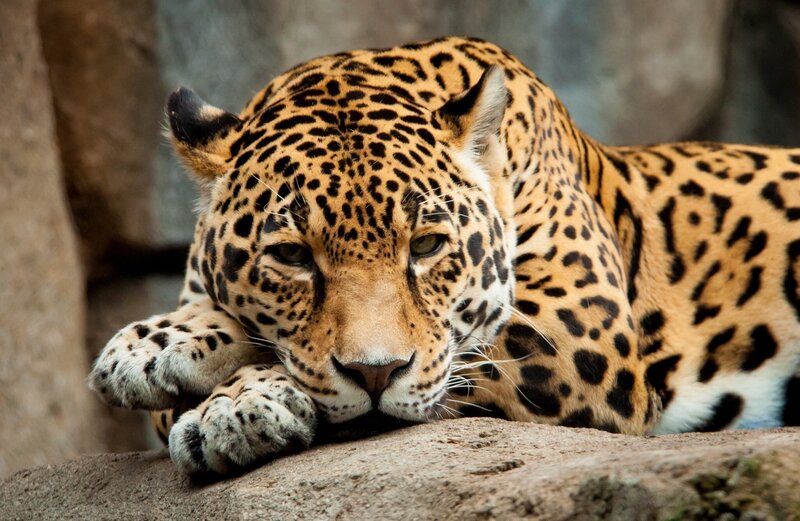Leopard Resting on Rock — Brown, Calm, Photograph, Black