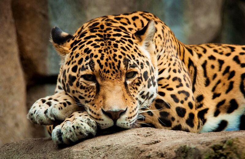 Leopard Resting on Rock — Brown, Calm, Photograph, Forest