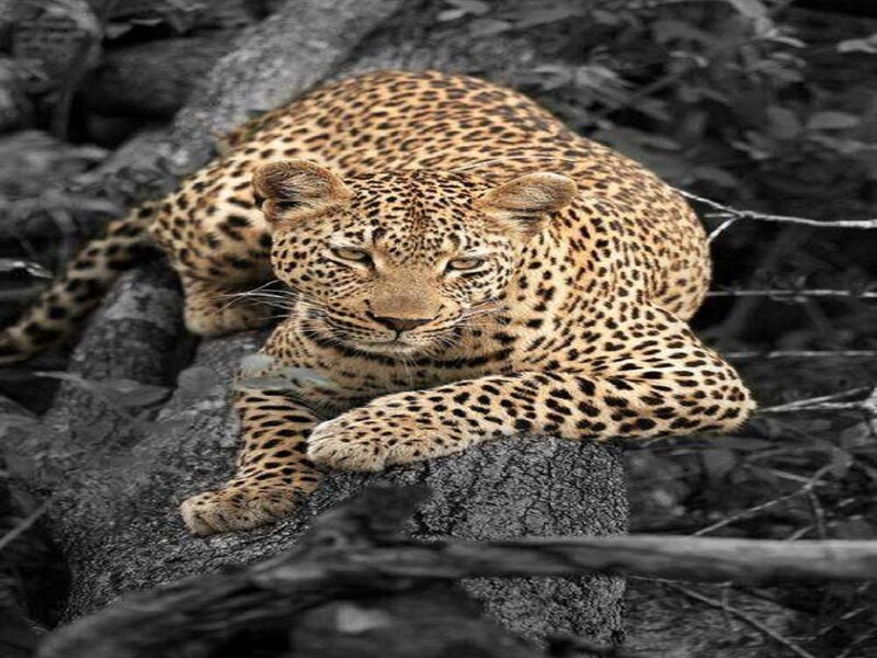 Leopard Resting on Rock — Brown, Calm, Photograph, Tree