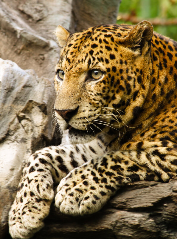 Leopard Resting on Rock — Brown, Calm, Photograph, Tree Trunk