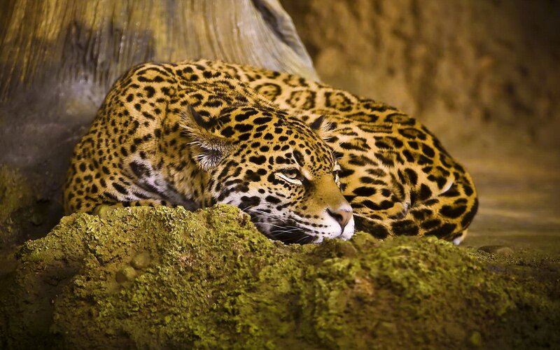 Leopard Resting on Rock — Brown, Calm, Photograph, Tree Trunk, Yellow
