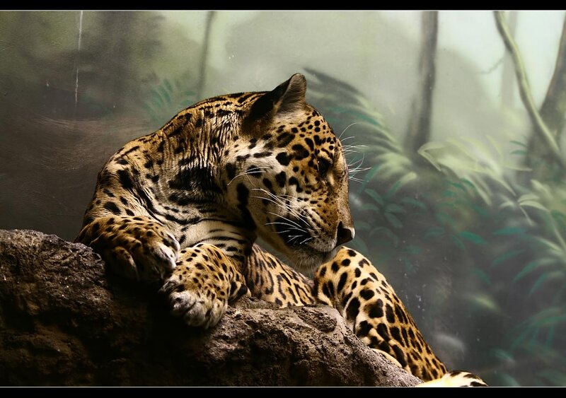 Leopard Resting on Rock — Brown, Calm