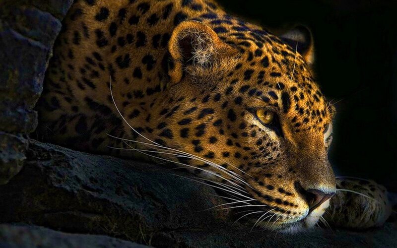 Leopard Resting on Rock — Brown, Dramatic, Night, Photograph