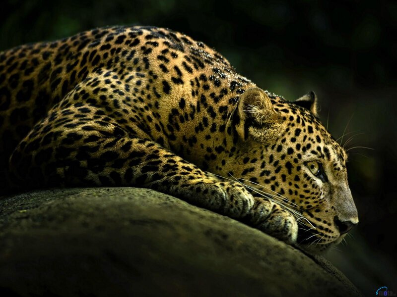 Leopard Resting on Rock — Brown, Dramatic, Night