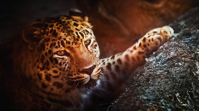 Leopard Resting on Rock — Brown, Dramatic, Photograph, Forest