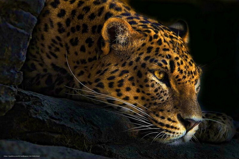 Leopard Resting on Rock — Brown, Dramatic, Photograph