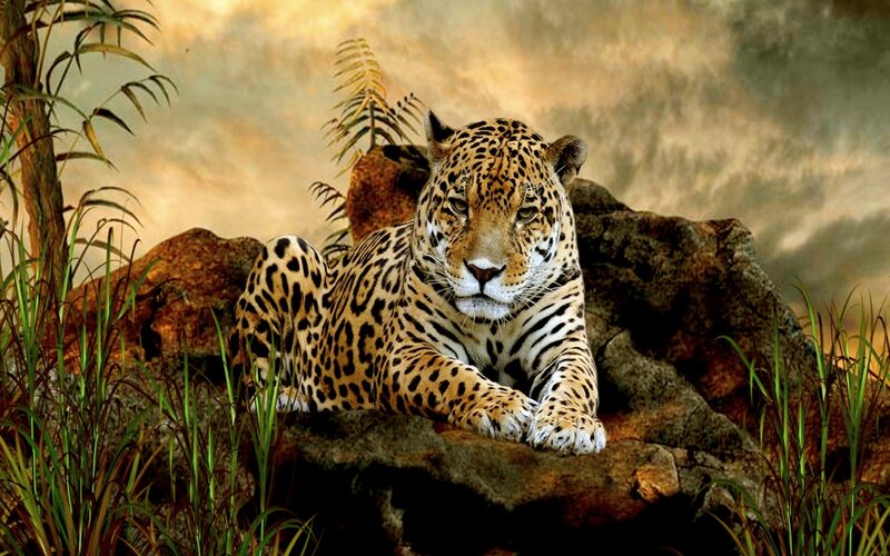 Leopard Resting on Rock — Brown, Dramatic, Sunset