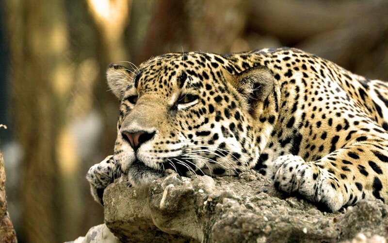Leopard Resting on Rock — Brown, Photograph