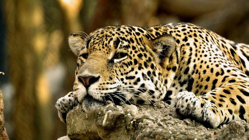 Leopard Resting on Rock — Forest