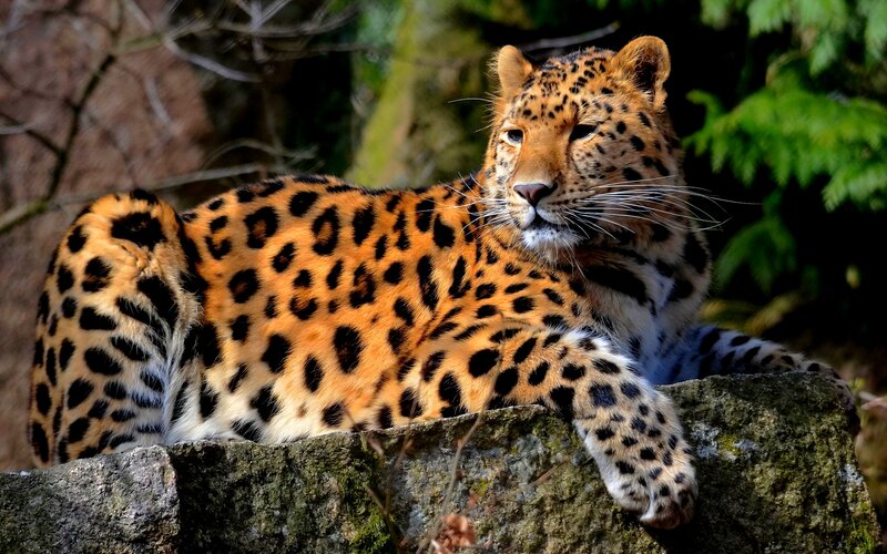 Leopard Resting on Rock — Orange