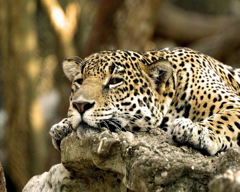 Leopard Resting on Rock — Photograph