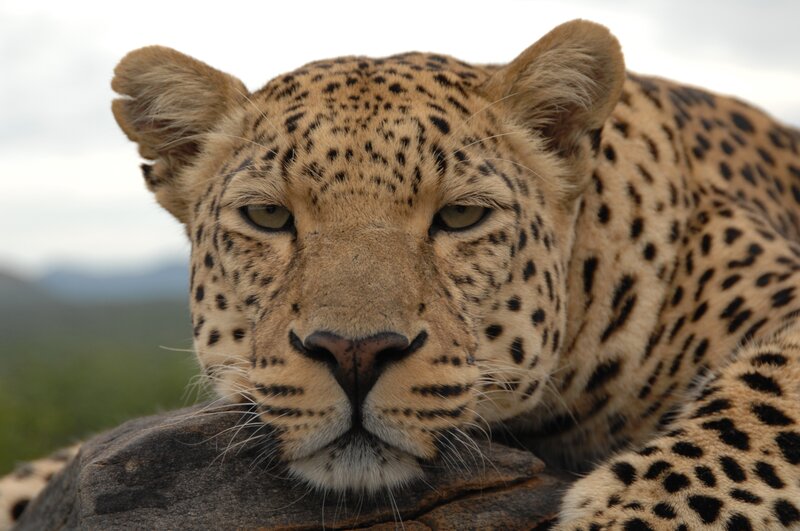 Leopard Resting on Rock — Tan