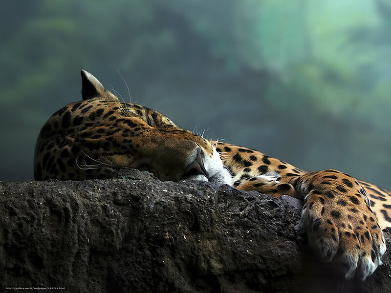 Leopard resting on rock