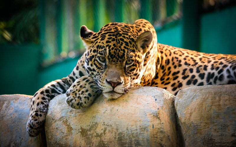 Leopard Resting on Rock — Yellow, Calm, Afternoon, Photograph