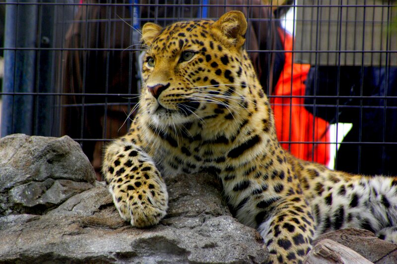 Leopard Resting on Rock — Yellow, Calm