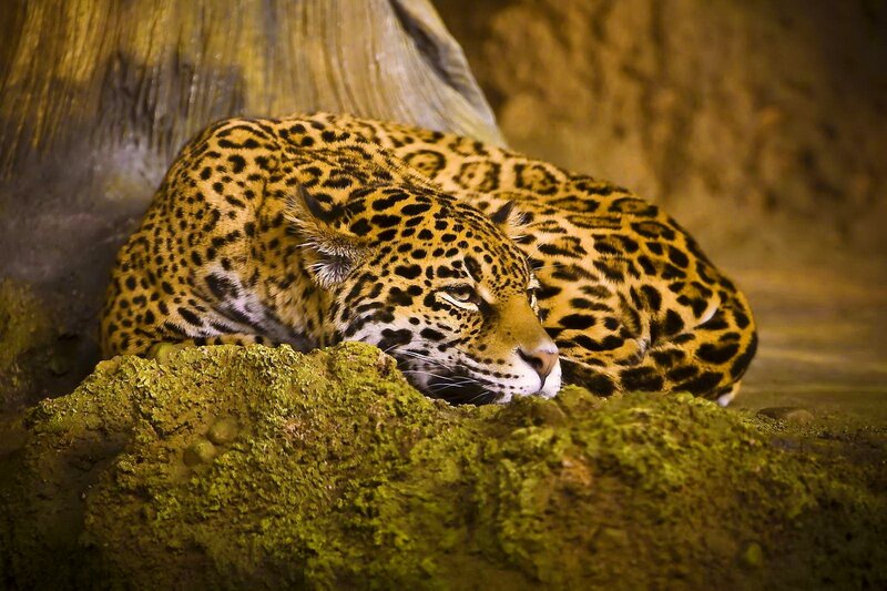 Leopard Resting on Rock — Yellow
